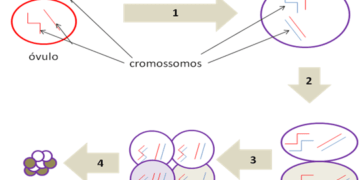 Diagnostico do Embriao