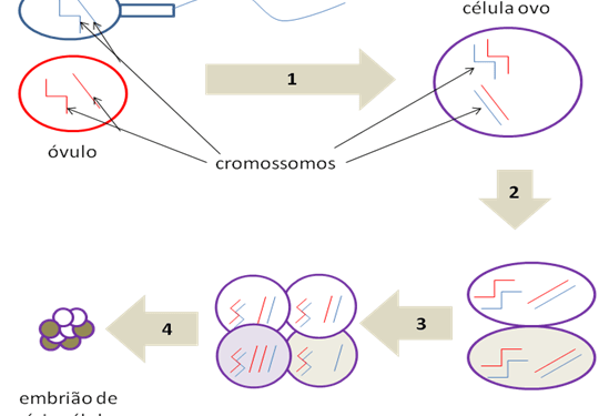 Diagnostico do Embriao