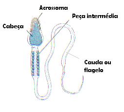 espermograma