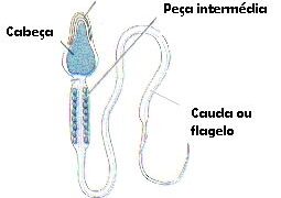 Mesmo quando o espermograma com morfologia estrita é normal…