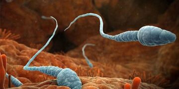 Cientistas estão mais perto de anticoncepcional para homens