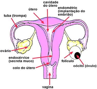 cavidade do utero