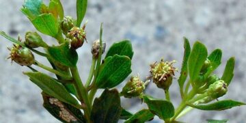 João Henrique Ghilardi Lago