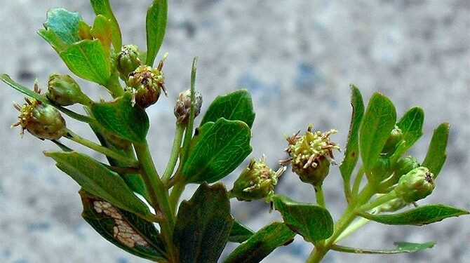 João Henrique Ghilardi Lago