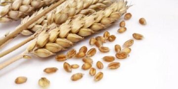 Diagnóstico de doença celíaca em crianças triplica na Grã-Bretanha