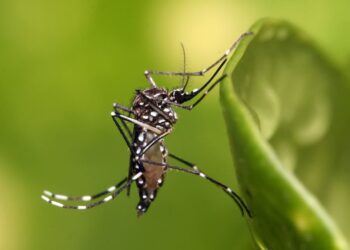 DENGUE – Combata com energia!