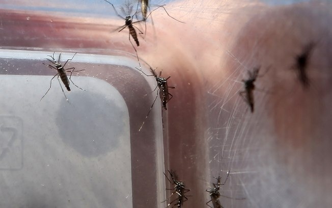 Aedes aegypti é responsável pela transmissão da dengue, zika vírus e febre chikungunya / Fábio Mota/Agência Estado