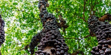 Jabuticaba,  a “pequena notável”