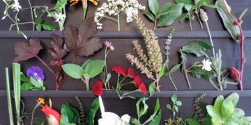 Você sabe o que são Pancs?