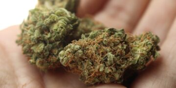 Maconha: a diferença entre o remédio e o veneno