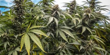 Verdade inconveniente