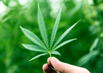 Maconha e informação – Para as famílias