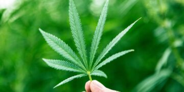 Maconha e informação – Para as famílias