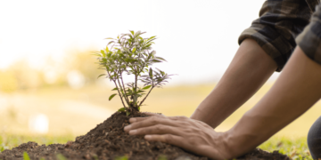 Árvore, amiga do ser humano