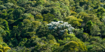 Cinturão Verde de SP agoniza
