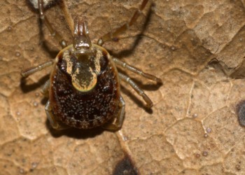 Febre Maculosa Brasileira – causas, sintomas e tratamento