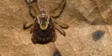 Febre Maculosa Brasileira – causas, sintomas e tratamento