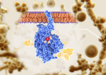 Candida auris – nova ameaça à saúde global