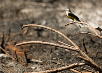 Desmatamento do cerrado brasileiro aumenta a cada dia