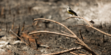 Desmatamento do cerrado brasileiro aumenta a cada dia