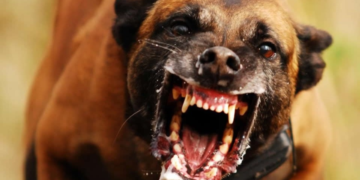 Raiva Humana: Você conhece e sabe como se proteger?