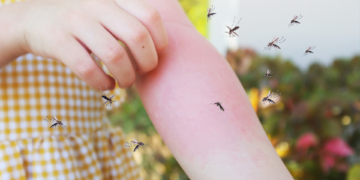 Dengue: tudo sobre a epidemia que assola o Brasil