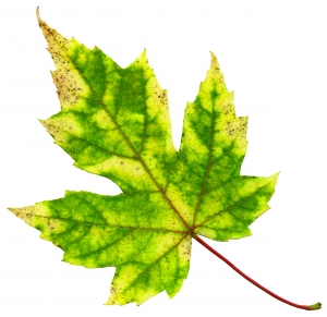 casais_velhos|casais_velhos_grafico