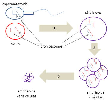 embriao 1|embriao 2|embriao 3