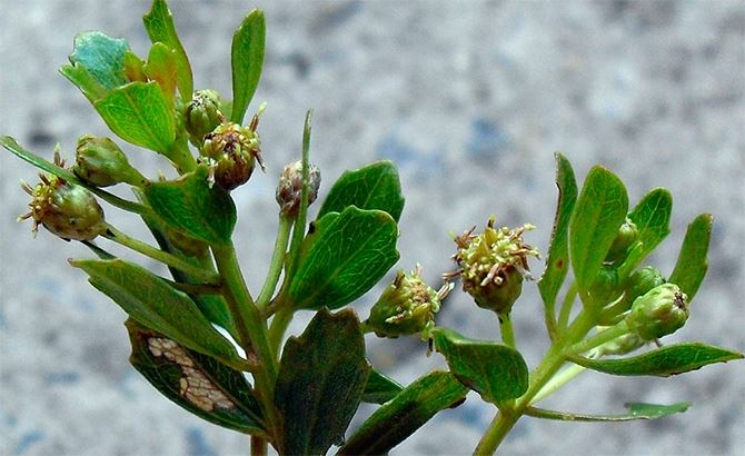 João Henrique Ghilardi Lago